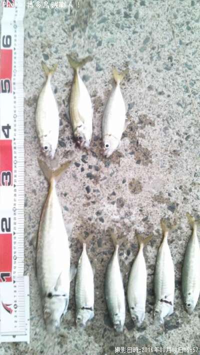 �ޥ륢��������