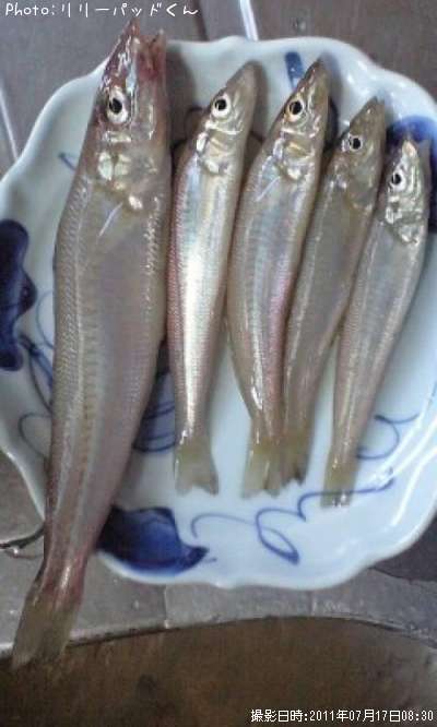 �ޥ���ʥԥ󥮥�