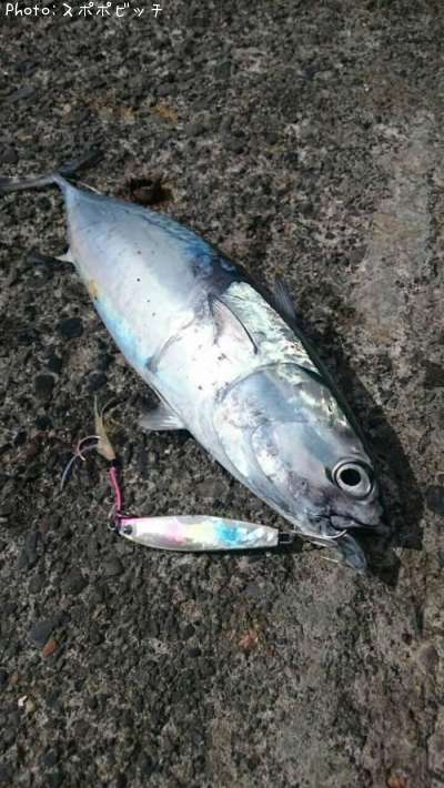 �ޥ륽����