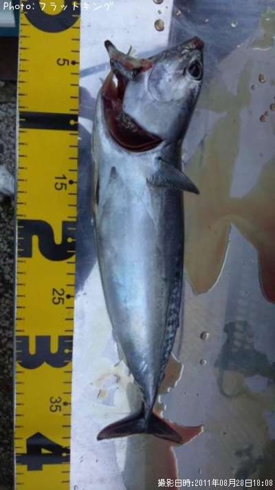 �ޥ륽����