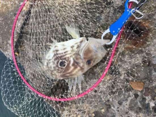 �ޤȤ������ޤȤ�������