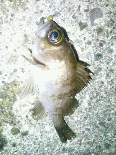 ��Ф����