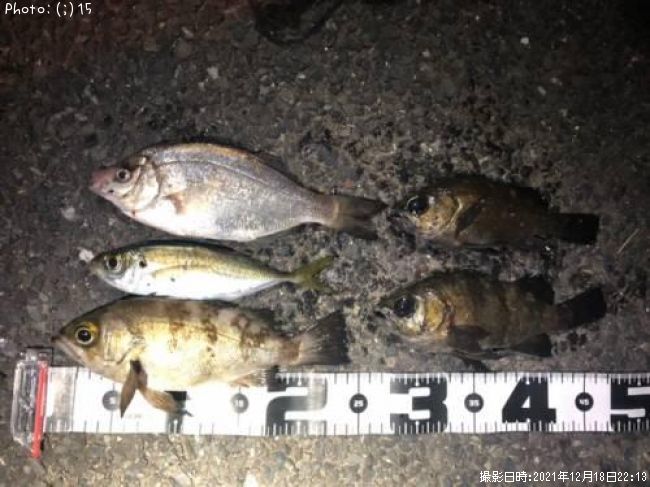 ��Х롢�������������������ʥ�