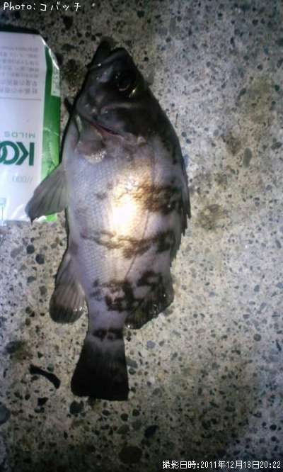 ��Х�����