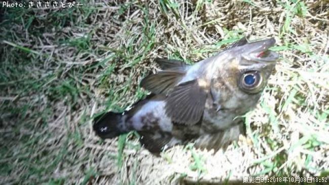 ��Х�����ޥ���������