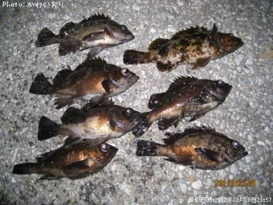 ��Х롡��������