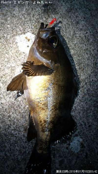 ��Х롢���