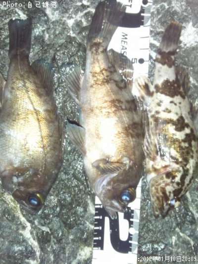 ��Х�˥����Υ���Х�