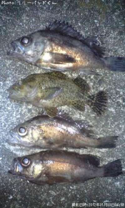 ��Х������������Ϥ�