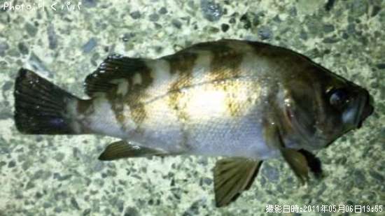 ��Х롢�����Х�