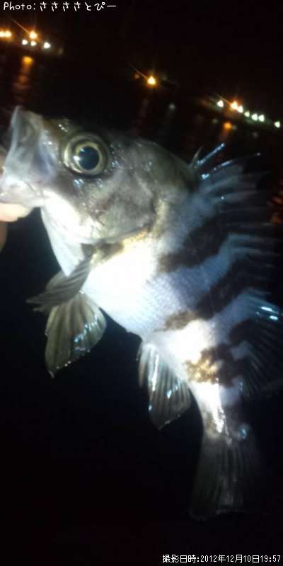 ��Х��������