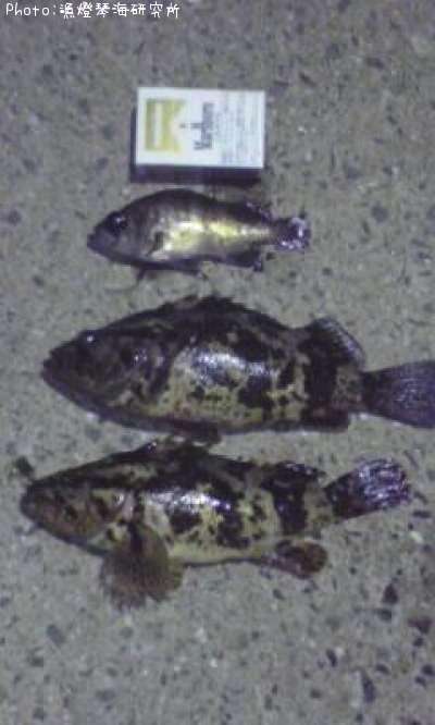 ��Х롦�����Υ�