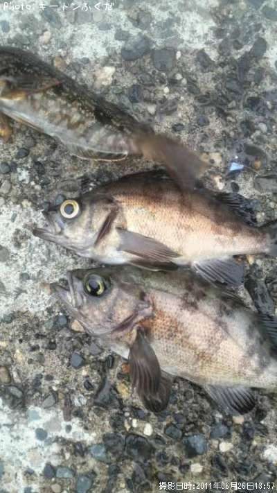 ��Х�ȥ����ʥ�