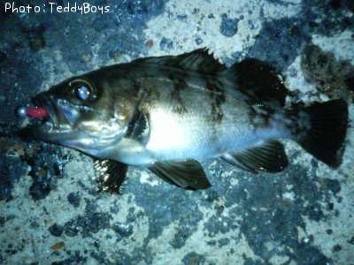 ��Х�ȥ�����