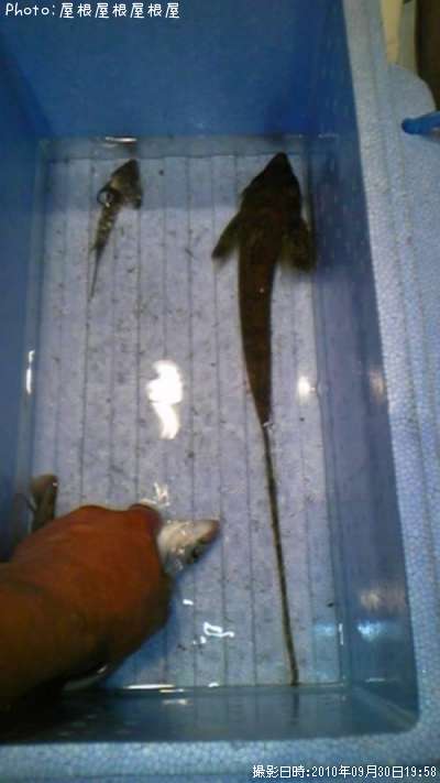 �ᥬ�ᥴ���ʾС�