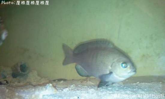 �᥸�ʤ����