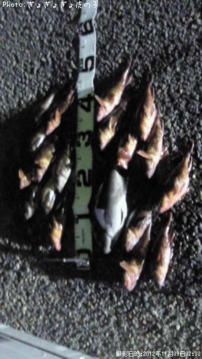 �᥸�ʡ�����������Х�