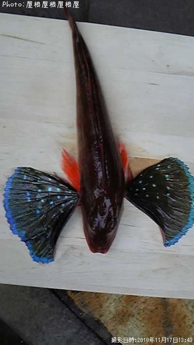 ���ƤΥۥ��ܥ�