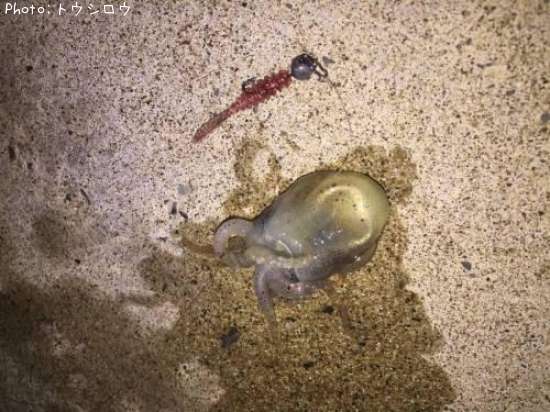 �ߥߥ�����