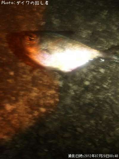 �ߥʥߥϥ����