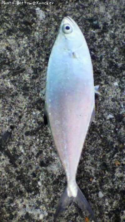 �ߥʥߥ������ĥ�