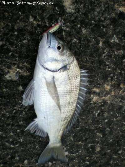 �ߥʥߥ�������