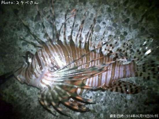 �ߥΥ�����