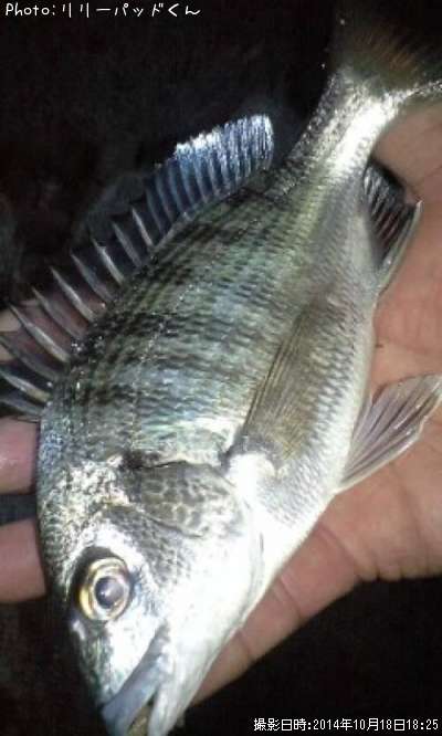 �ߥ�����������