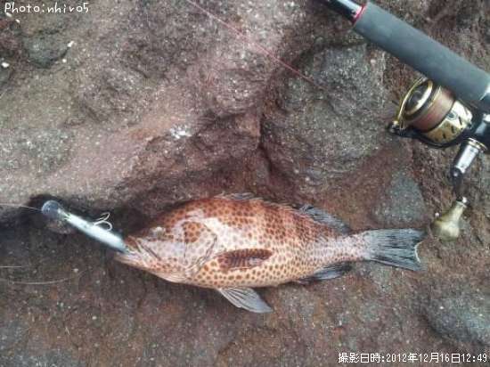 �����ϥ�