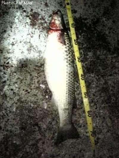 �ߥ硼����