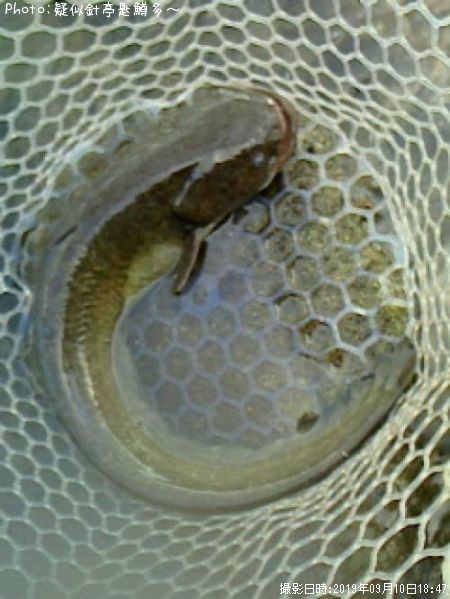 �ʥޥ�����