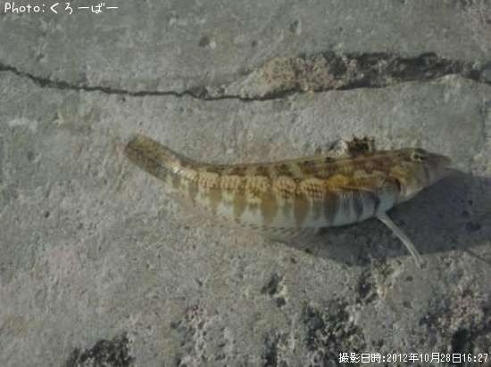 �ʤ󤸤㤳��㡩