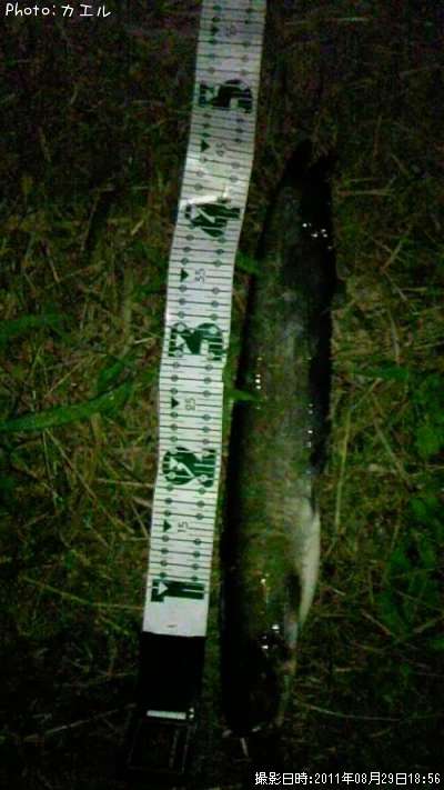 �ʥ�ޥ��������