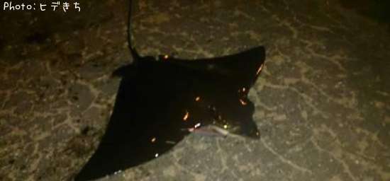 �ʥ�ȥӥ���