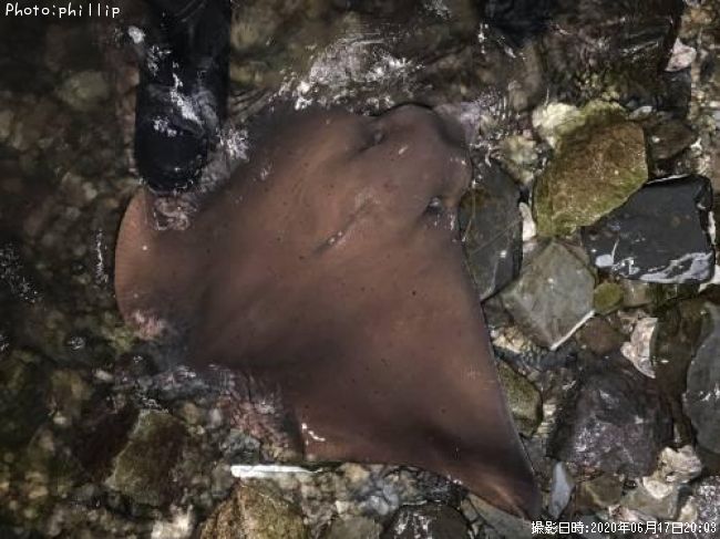 �ʥ�ȥӥ���