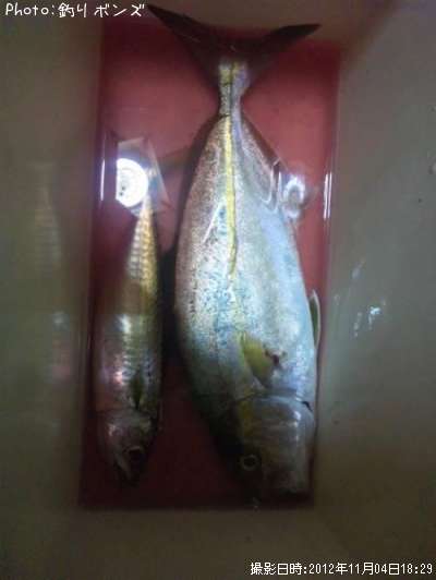 �ͥ����ȥ���