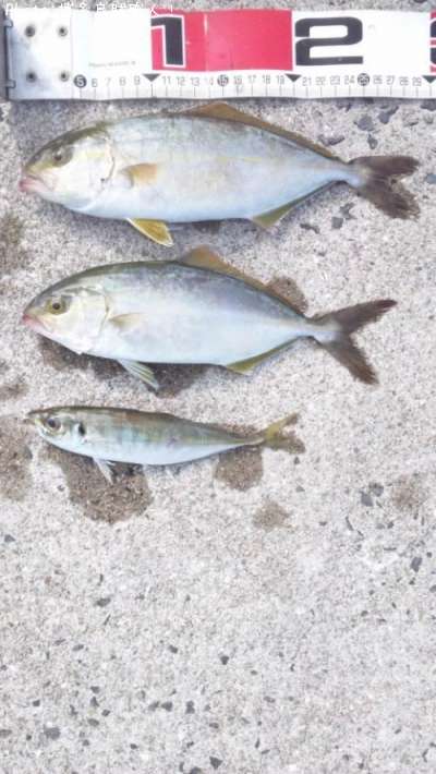 �ͥꥴ������