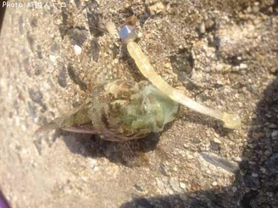 �鿧�ΰ����ۡʷ�ϥ�����