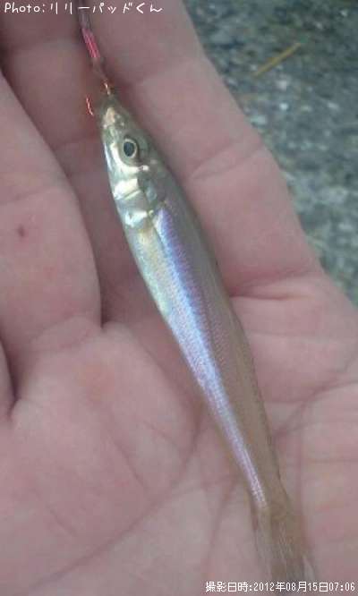 ̤��μᥭ����