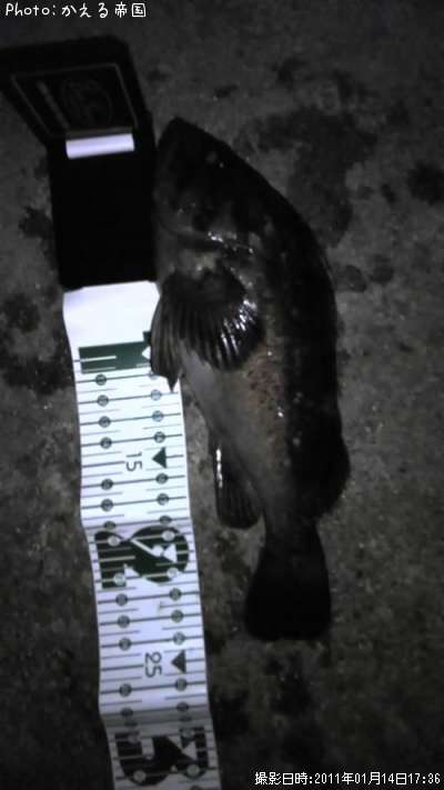 ��̿�Ρĥ���������