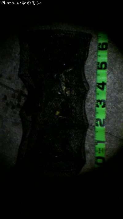 �������顼��