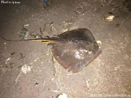 ��åɡ����ƥ��󥰥쥤