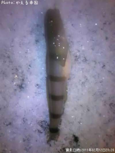 ��奦������