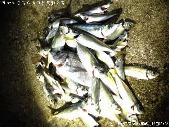 ���С����̡���������Х�