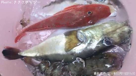 ���Хե����������ۥ��ܥ�