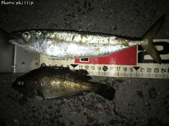 ���С���Х�