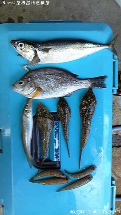 ���С����ߥ��ʥ����������ᥴ�����ϥ�