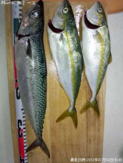 ���С��參�ʥ�