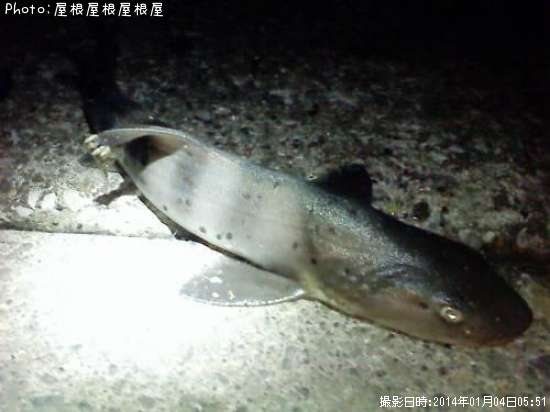 ����Фä�����ޡ�