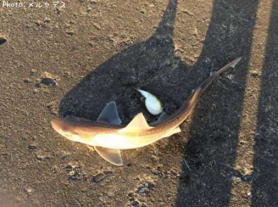 ���ᡢ�ե��դ�